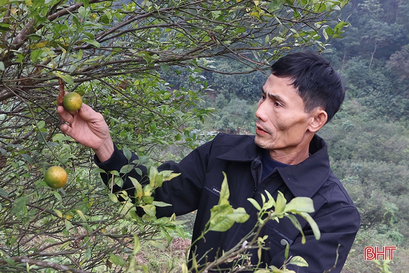 Cam bù Hương Sơn mất mùa, người dân buồn lòng chặt bỏ cây