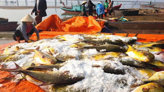 Loài cá quý hiếm, thơm ngon, bổ dương, dân nơi này ở Hà Tĩnh đi săn bắt được hàng tấn, thu tiền tỷ - Ảnh 1.