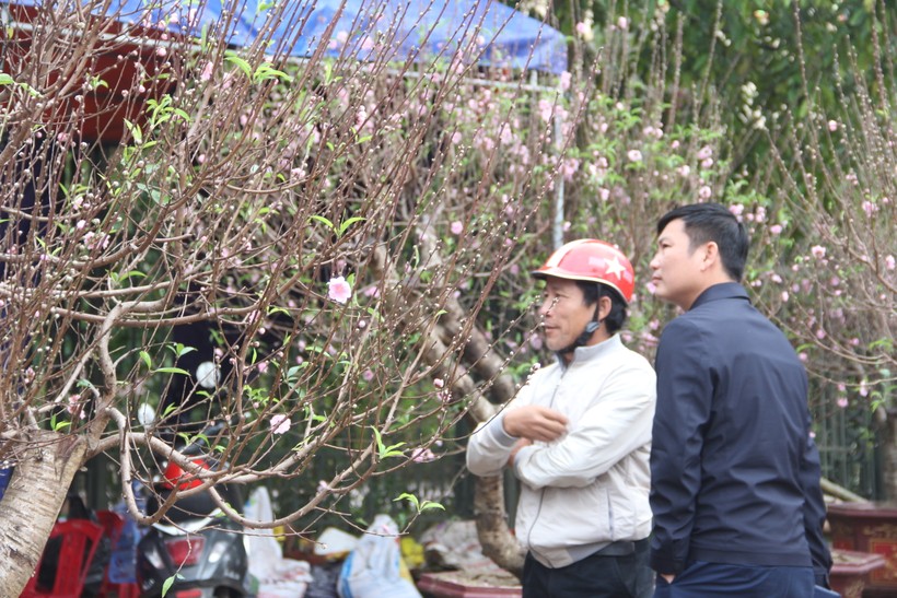Quất 'khủng' ở Hà Tĩnh có giá gần trăm triệu đồng ảnh 16