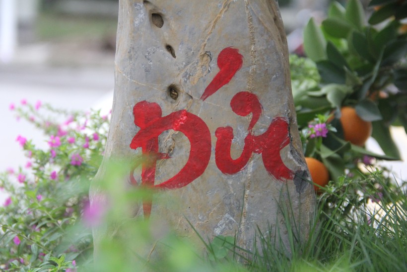 Quất 'khủng' ở Hà Tĩnh có giá gần trăm triệu đồng ảnh 8