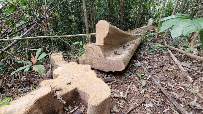 Xác định đối tượng chủ mưu vụ hàng chục hecta rừng bị tàn phá ở Quảng Trị - Ảnh 1.