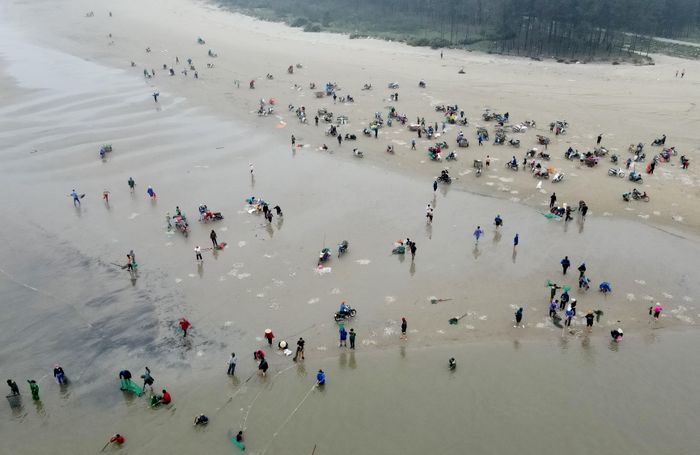 Theo ghi nhận của phóng viên, sáng 19/2, dọc bãi biển xã Thịnh Lộc hàng trăm người dân đổ xô ra bãi biển để vớt sò lông. Đây cũng là ngày thứ 3 liên tiếp khu vực nơi đây có lượng sò lông trôi dạt vào bờ nhiều.