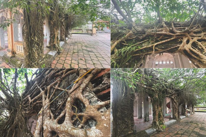 Nhà bái đường được ôm trọn bởi những cây si, rễ cây bám lại trên một số hạng mục của đền, tạo nên vẻ cổ kính hiếm có.