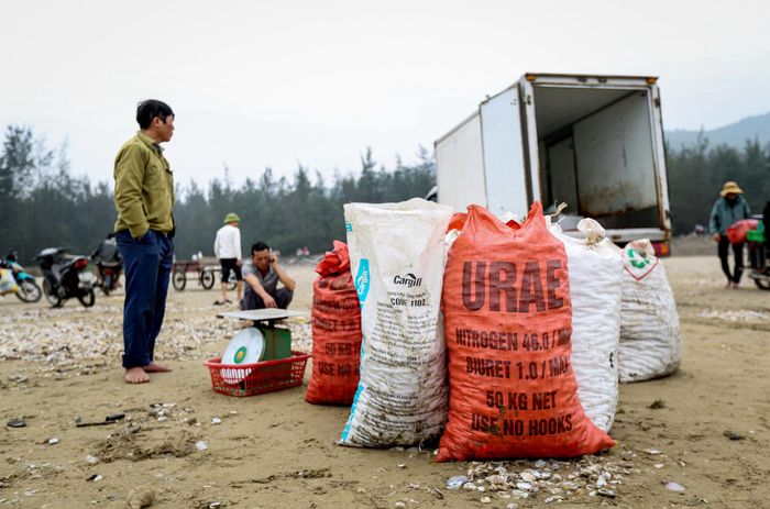 Sau khi phân loại sò để vào bao tải, các thương lái sẽ đến trực tiếp ngay tại bờ biển và thu mua với giá 10.000 – 12.000 đồng/kg. Nếu chăm chỉ mỗi gia đình có thể bỏ túi 800.000 – 1.700.000 đồng/ngày.