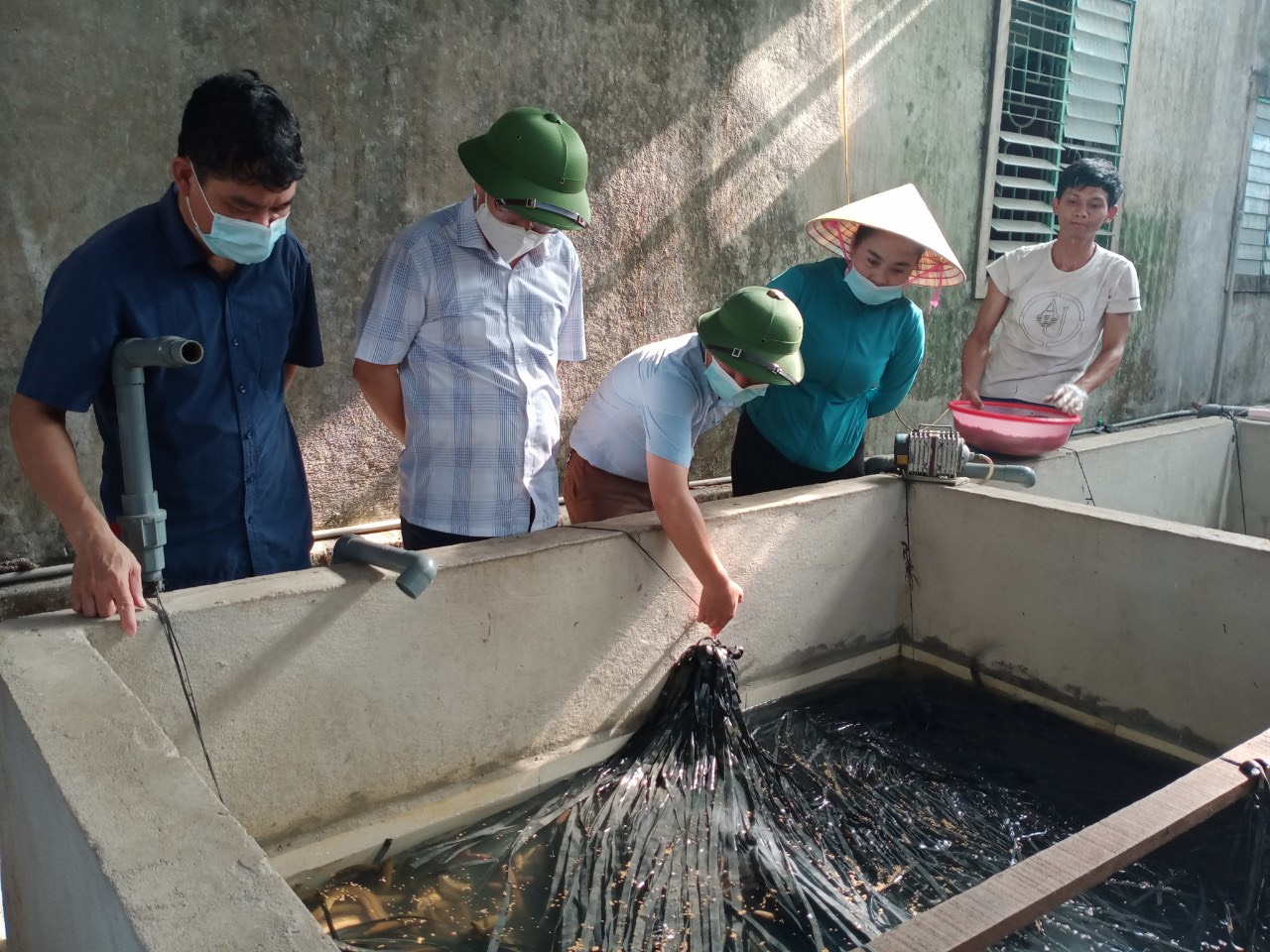 Hà Tĩnh: Nông dân Hồng Lĩnh thi đua sản xuất kinh doanh giỏi, có nông dân nuôi lươn không bùn thu nửa tỷ/năm - Ảnh 1.