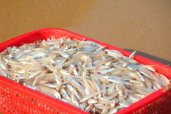 Hà Tĩnh: Ngư dân trúng đậm cá cơm biển đầu năm ảnh 3