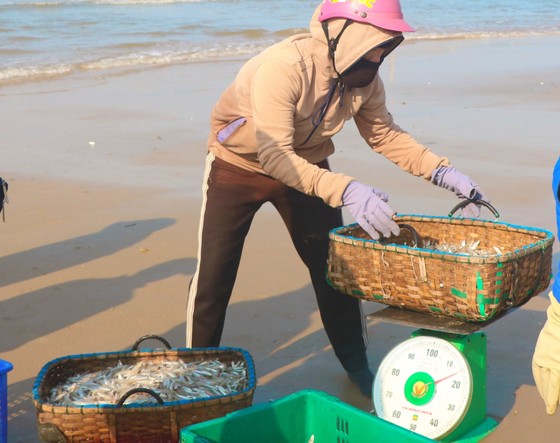 Hà Tĩnh: Ngư dân trúng đậm cá cơm biển đầu năm ảnh 2
