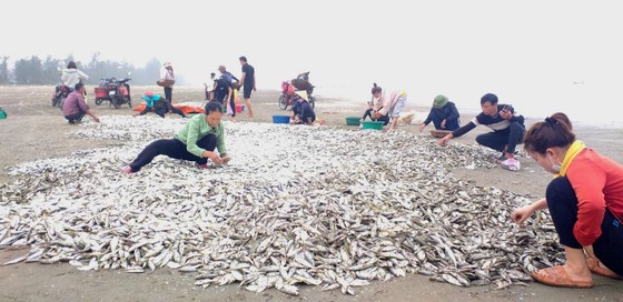 Ngư dân trúng đậm hàng tấn cá đù biển
