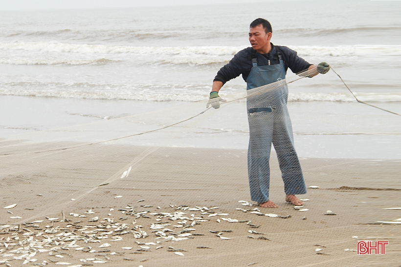 Ngư dân miền biển phía Bắc Hà Tĩnh được mùa cá trích
