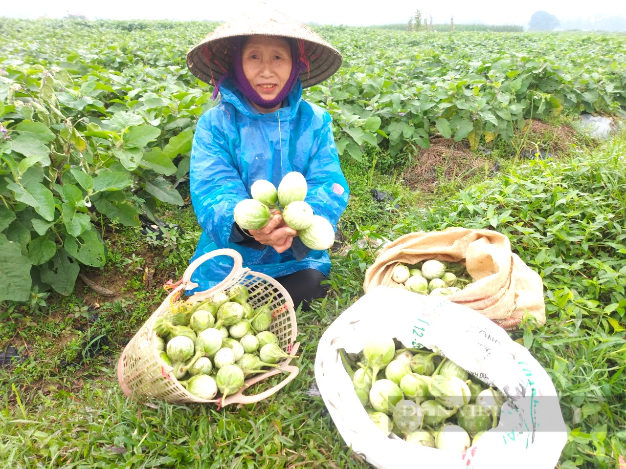 Hà Tĩnh: Cả xã trồng cà dừa thu nhập gấp 4 lần lúa, thu về hơn 200 triệu đồng/ha - Ảnh 1.