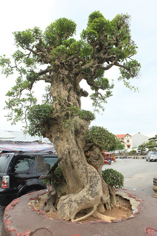 Cộng đồng mạng - 'Hô biến' cây duối mọc ở bờ rào thành bonsai tiền tỷ
