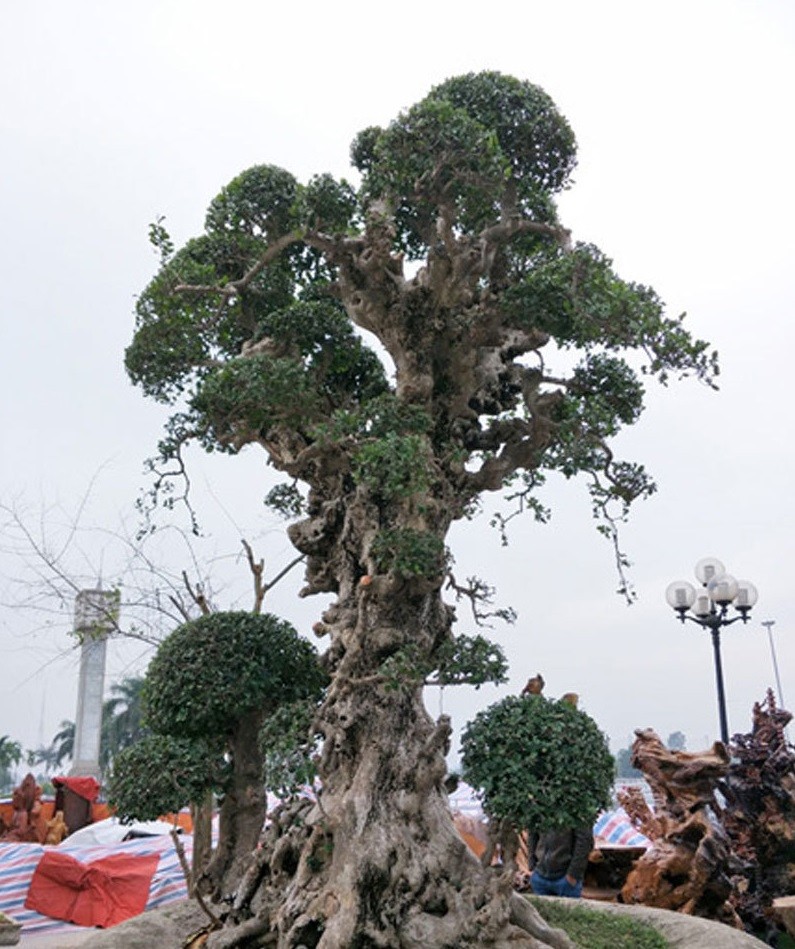Cộng đồng mạng - 'Hô biến' cây duối mọc ở bờ rào thành bonsai tiền tỷ (Hình 3).