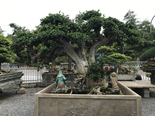 Cộng đồng mạng - 'Hô biến' cây duối mọc ở bờ rào thành bonsai tiền tỷ (Hình 2).