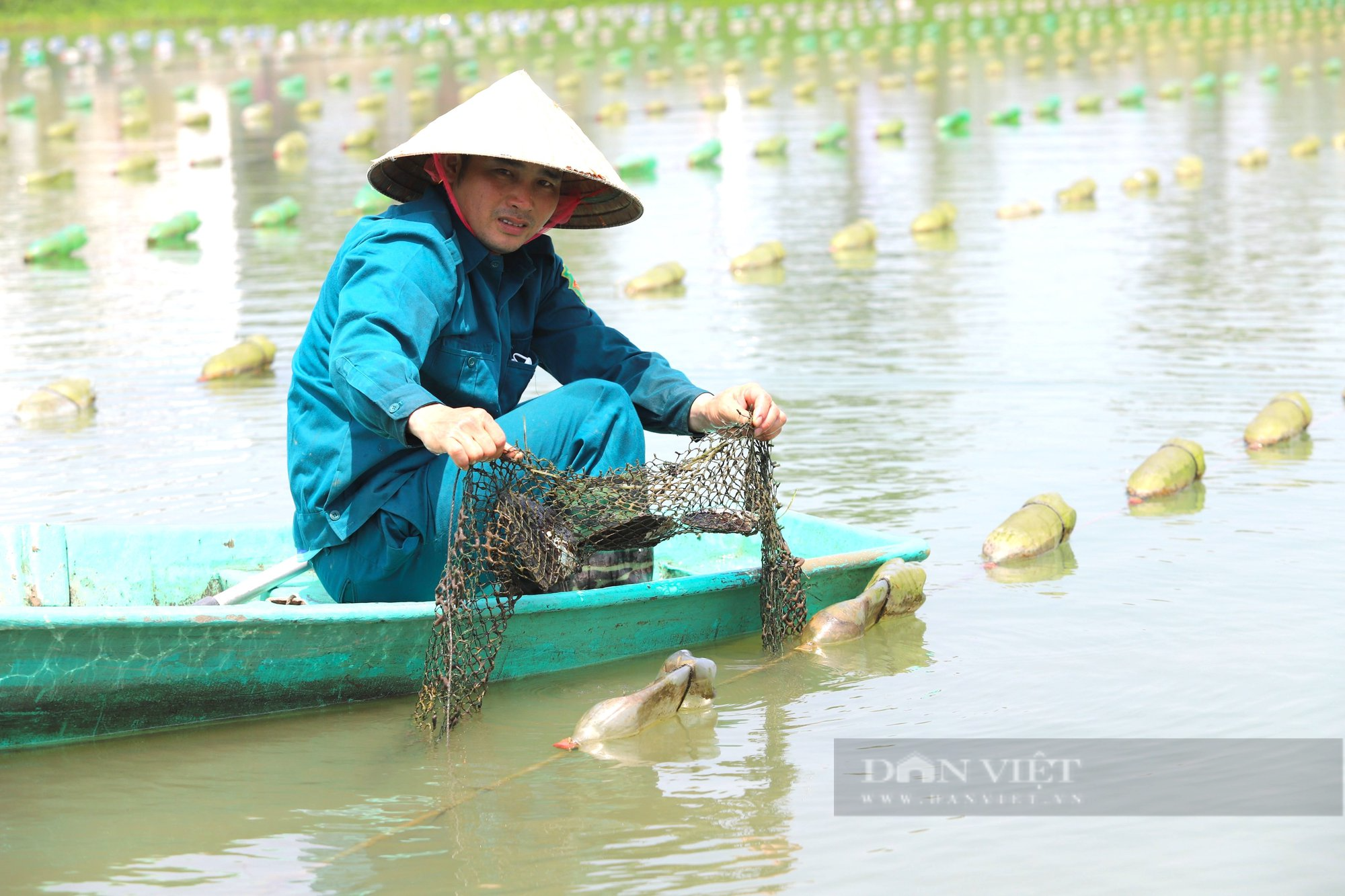 Lần đầu tiên nuôi trai lấy ngọc, nông dân Hà Tĩnh thu về hàng trăm triệu mỗi năm - Ảnh 4.