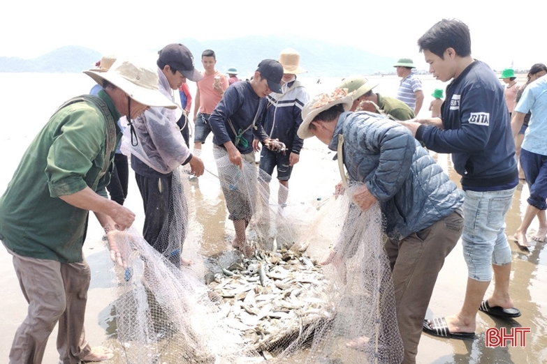 Hà Tĩnh: Nghề kéo lưới rùng để khai thác hải sản cho lợi nhuận cao, tới 1,8 triệu mỗi người một ngày - Ảnh 1.